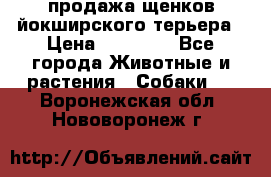 продажа щенков йокширского терьера › Цена ­ 25 000 - Все города Животные и растения » Собаки   . Воронежская обл.,Нововоронеж г.